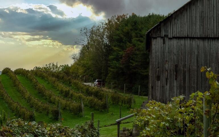 Niagara Unbottled: The Winemakers, Vineyards & Varieties Shaping Ontario’s Wine Identity